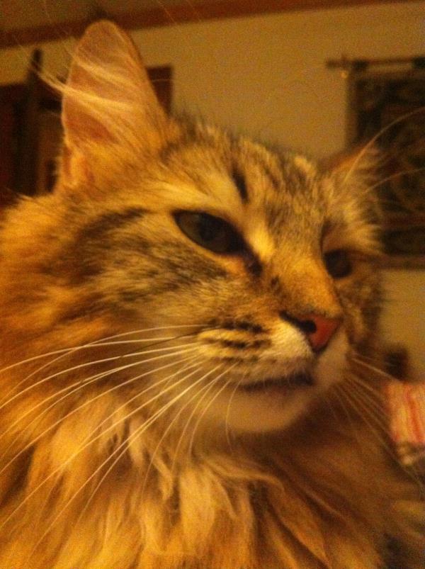 /Images/uploads/Animal Control  Welfare Project/PrettiestPetContest/entries/6015thumb.jpg